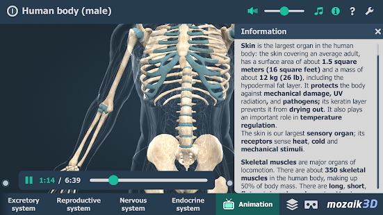 Human body male educational VR 3D 1.24