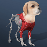 idle-pet-create-cell-by-cell-3-7-mod-unlimited-money-diamonds